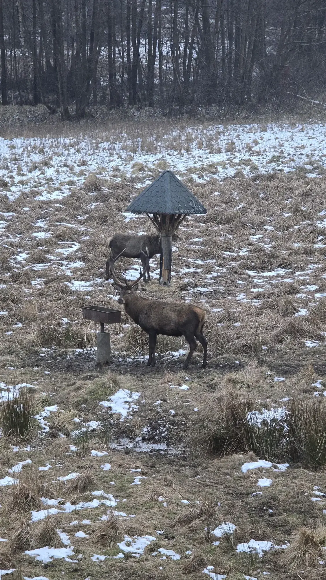 Hirsche an der Futterkrippe vor dem Molkenhaus