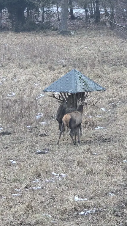 Rotwild auf der Lichtung bei der Fütterung