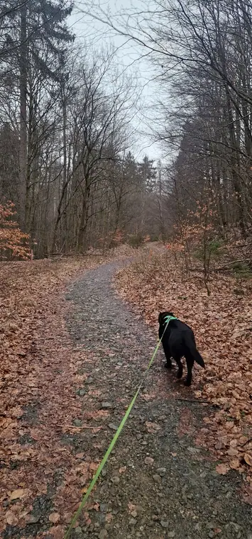 Hund auf dem Waldweg zum Molkenhaus