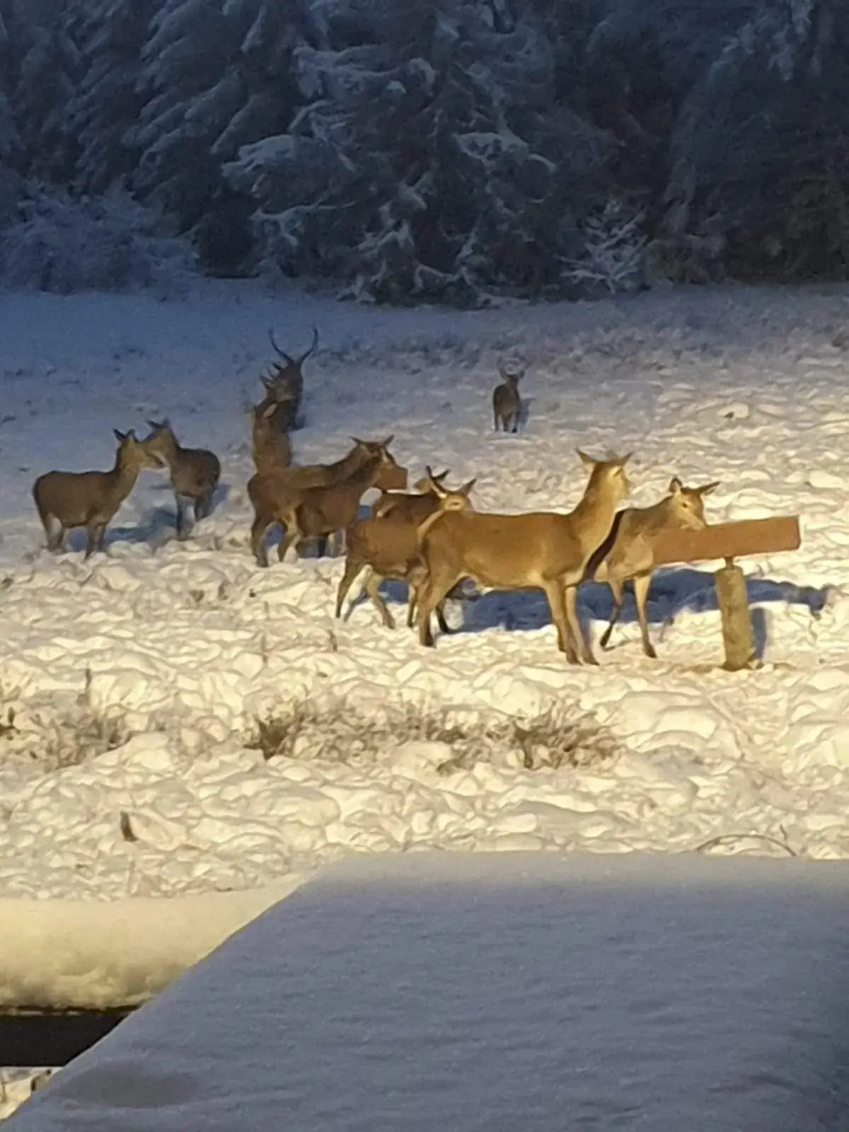 Rotwild im Schnee bei der Wildfütterung in der Dämmerung am Molkenhaus