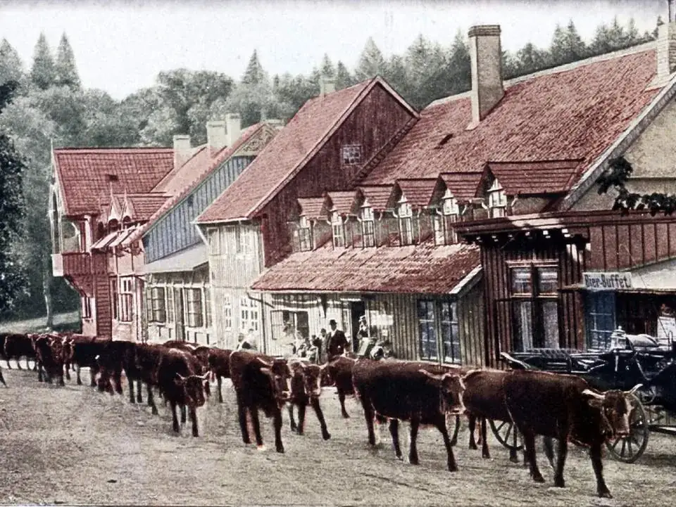 Historische Aufnahme: Harzer Kühe vor dem alten Molkenhaus