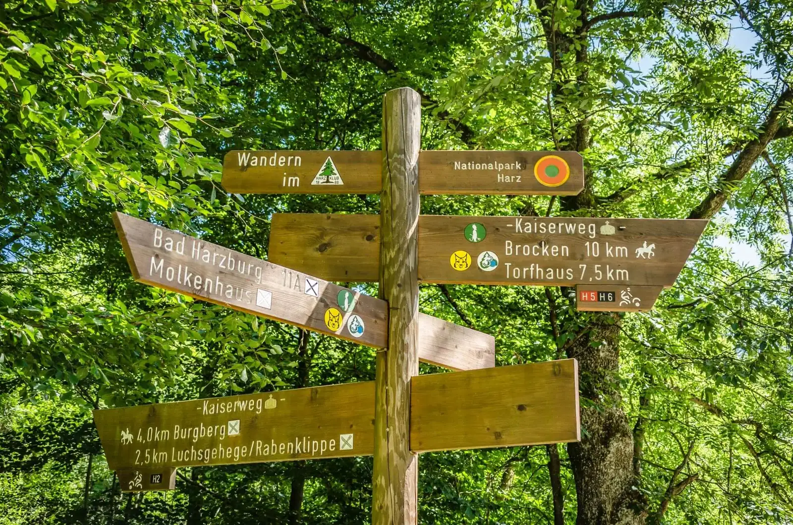 Wegweiser im Wald Richtung Molkenhaus