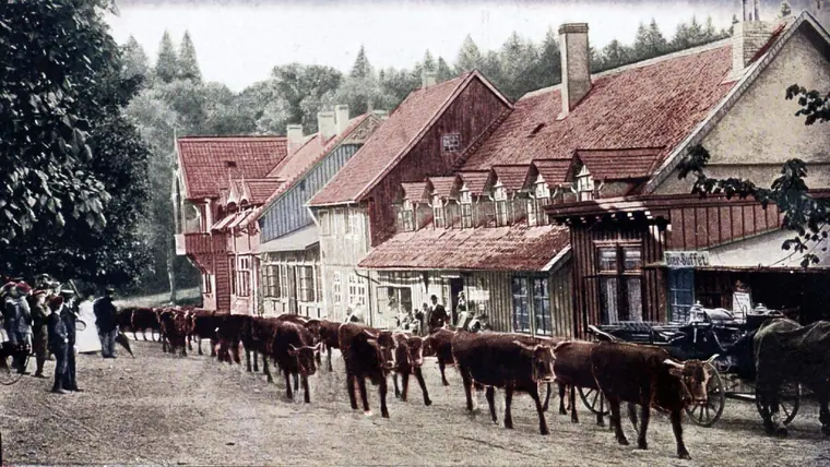 Das alte Molkenhaus mit Harzer Kühen (historisch)