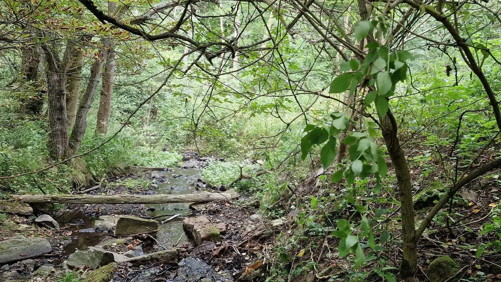 Bachlauf im Wald am Molkenhaus